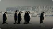 The Wonder of Animals: How Does a Penguin Launch Itself From the Sea?