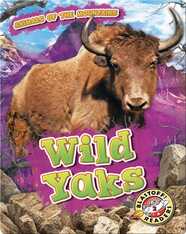 Animals of the Mountains: Wild Yaks