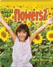 What Are Flowers?