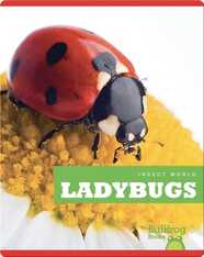 Insect World: Ladybugs