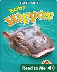 Super Cute! Baby Hippos