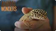 Leopard Geckos! What, Where, and How