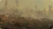 Forest Fires