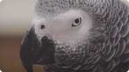 Biology: The Minds of Birds