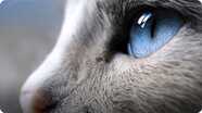 Australia's Beauty Pageant for Cats!