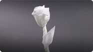 Origami Napkin Rose for Valentine's Day