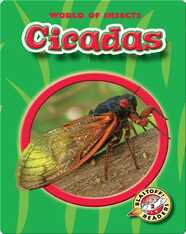 World of Insects: Cicadas