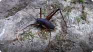 Bugs of the Caves!