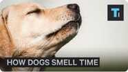 How Dogs Can Tell Time With Their Nose