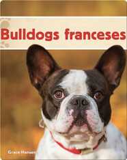 Bulldogs franceses