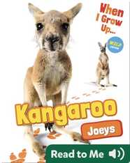 Kangaroo Joeys