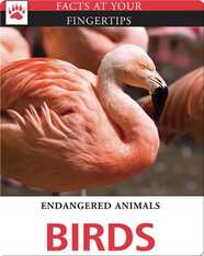 Endangered Animals: Birds