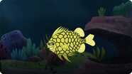 I’m A Pineapple Fish
