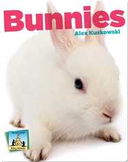 Bunnies