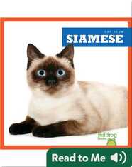 Cat Club: Siamese