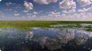 Ecosystems - The Florida Everglades