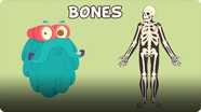 The Dr. Binocs Show: Bones