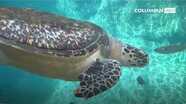 World Oceans Day