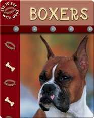 Eye To Eye With Dogs: Boxers