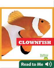 Life Under The Sea: Clownfish