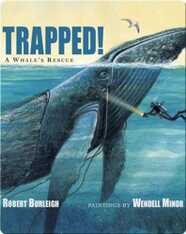 Trapped! A Whale's Rescue