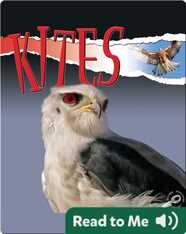 Raptors: Kites