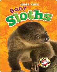 Super Cute! Baby Sloths
