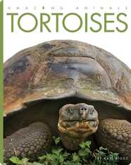 Tortoises