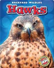 Backyard Wildlife: Hawks