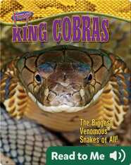 King Cobras: The Biggest Venomous Snakes of All!