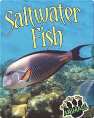 Saltwater Fish
