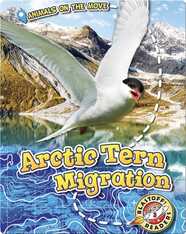 Arctic Tern Migration
