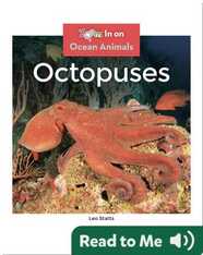 Octopuses