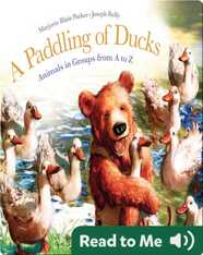 A Paddling of Ducks