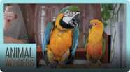 Bird Training Session! | Macaw, Parakeet