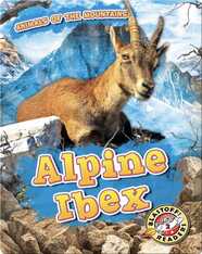 Animals of the Mountains: Alpine Ibex