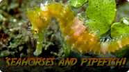 Jonathan Bird's Blue World: Seahorses and Pipefish