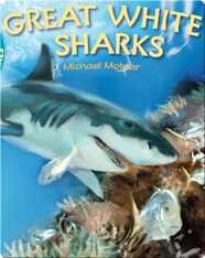 Great White Sharks