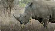 Did You Know: Rhinoceros