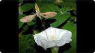 How Flowers Attract Insects