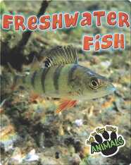 Freshwater Fish