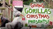 Giving Gorillas Christmas Presents!