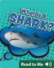 What Is a Shark?