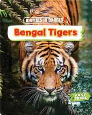 Animals in Danger: Bengal Tigers