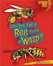 Can You Tell a Bee from a Wasp?