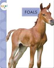 Baby Farm Animals: Foals