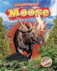 Animals of the Forest: Moose