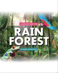 Looking at Layers: Looking Into the Rain Forest