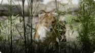 Get to Know the Amazing and Beautiful Endangered Wild Dog Known as a Dhole