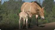 Przewalski's Horse Foals Born at San Diego Zoo